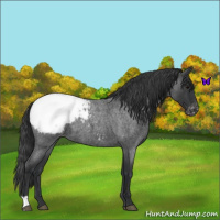 Horse Color:Blue Roan Appaloosa 
