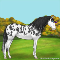 Horse Color:Blue Roan Splash Appaloosa 