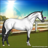 Horse Color:Blue Roan Near Fewspot 