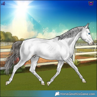 Horse Color:Blue Roan Splash Near Fewspot 