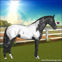 Horse Color:Blue Roan Appaloosa 