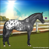 Horse Color:Blue Roan Appaloosa 