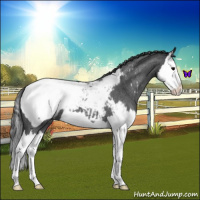 Horse Color:Blue Roan Splash Snowcap 