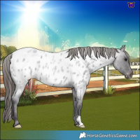 Horse Color:Smoky Blue Roan Appaloosa 