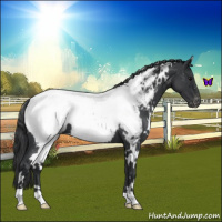 Horse Color:White Spotted Blue Roan Snowcap 