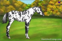 Horse Color:White Spotted Blue Roan Near Leopard 