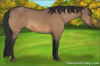 Horse Color:Bay Dun
