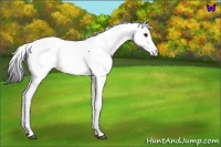Horse Color:Black Fewspot 