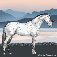 Horse Color:White Spotted Blue Roan Near Leopard 