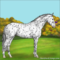 Horse Color:Blue Roan Leopard 