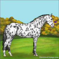 Horse Color:Black Near Leopard 