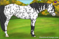 Horse Color:Blue Roan Near Leopard 