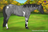 Horse Color:Blue Roan Tobiano 
