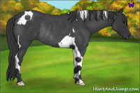 Horse Color:Blue Roan Tobiano Rabicano 