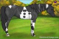Horse Color:Blue Roan Tobiano 