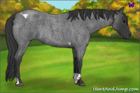 Horse Color:Blue Roan Tobiano Rabicano 