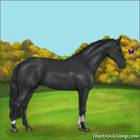 Horse Color:Black Tobiano