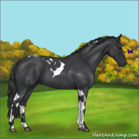 Horse Color:Blue Roan Tobiano 