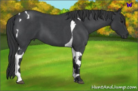 Horse Color:Blue Roan Tobiano 