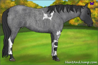 Horse Color:Blue Roan Tobiano