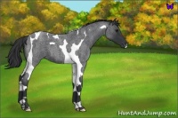 Horse Color:Blue Roan Tobiano 
