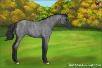 Horse Color:Blue Roan 