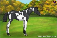 Horse Color:Black Tobiano 