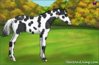 Horse Color:Black Splash Tobiano 