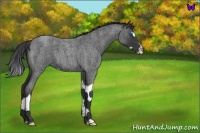 Horse Color:Blue Roan Splash 