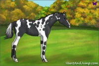 Horse Color:Black Tobiano 