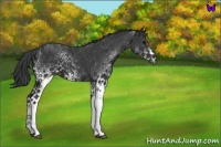 Horse Color:White Spotted Black Tobiano 