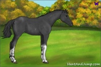 Horse Color:Blue Roan Tobiano