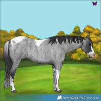 Horse Color:Blue Roan Splash Tobiano 