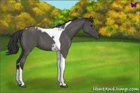 Horse Color:Blue Roan Tobiano 