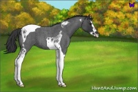 Horse Color:Blue Roan Splash Tobiano 