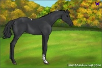 Horse Color:Black Tobiano 