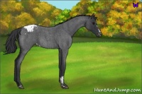 Horse Color:Blue Roan Sabino Varnish 
