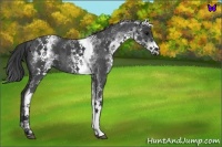 Horse Color:White Spotted Blue Roan 