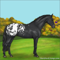 Horse Color:Black Blanket 