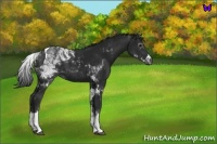 Horse Color:Gray White Spotted Black Tobiano 