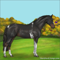 Horse Color:Liver Chestnut Tobiano 