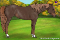 Horse Color:Liver Chestnut Rabicano 