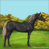 Horse Color:Liver Chestnut Rabicano 