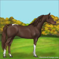 Horse Color:Liver Chestnut Tobiano 