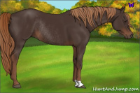Horse Color:Liver Chestnut Rabicano 