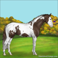 Horse Color:Liver Chestnut Sabino Splash Tobiano Appaloosa 