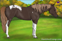 Horse Color:Liver Chestnut Tobiano 