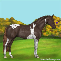 Horse Color:Liver Chestnut Tobiano Rabicano 