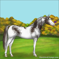 Horse Color:White Spotted Liver Chestnut Tobiano 