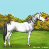Horse Color:White Spotted Liver Chestnut Varnish 